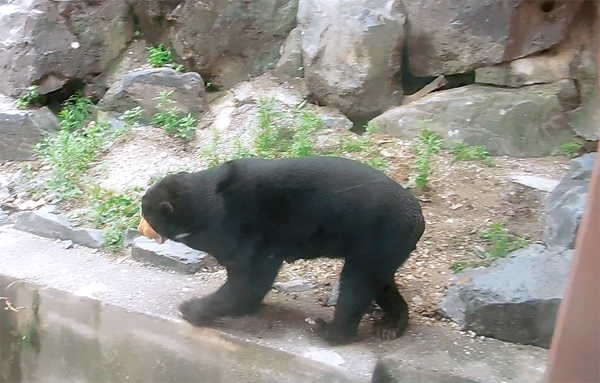 東山マレーグマのマー子さん