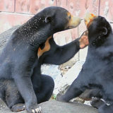 東山動物園マレーグマのマー子さんとマーネちゃん、おもろい親子