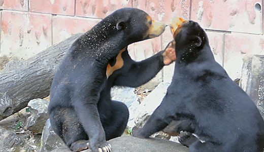 東山マレーグマのマー子とマーネ親子