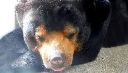 東山動植物園マレーグマのマーチン