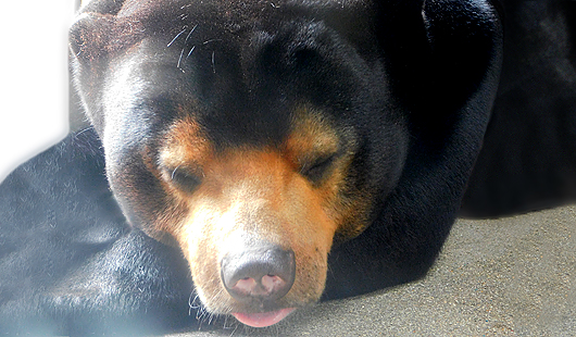 東山動植物園マレーグマのマーチン