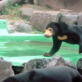 東山動物園マレーグマのマーネちゃん「盛大にコケる」