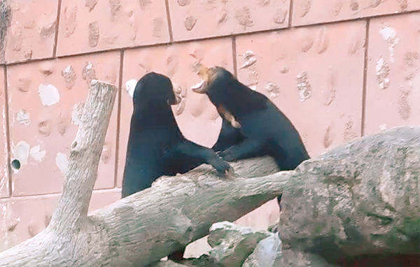 東山動物園マレーグマのマーネちゃん、マー子さんに怒られる