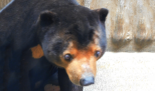 東山動植物園のマレーグマ、マー君