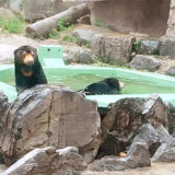 東山動物園マレーグマ、マー子＆マーネ親子の温泉スパ物語