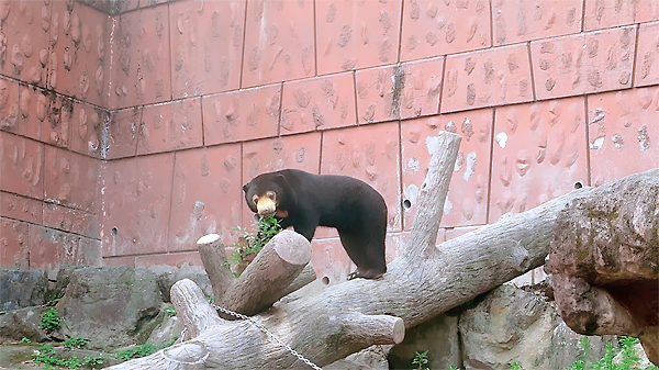 草をくわえるマレーグマのマーネちゃん