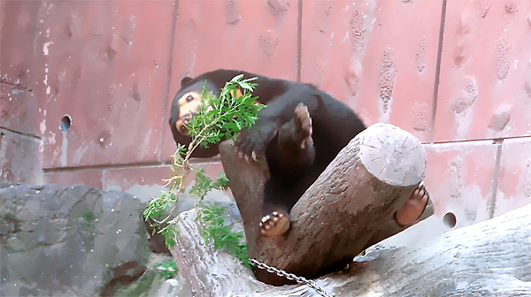 草で遊ぶマレーグマのマーネちゃん