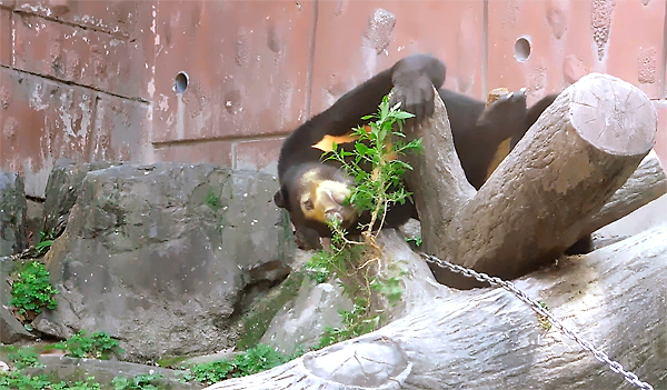 草で遊ぶマレーグマのマーネちゃん