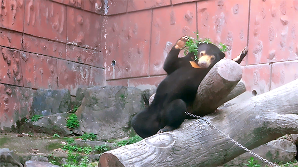 マレーグマのマーネちゃん草と遊ぶ