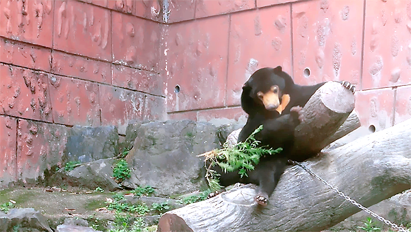 マーネちゃん草を落とす