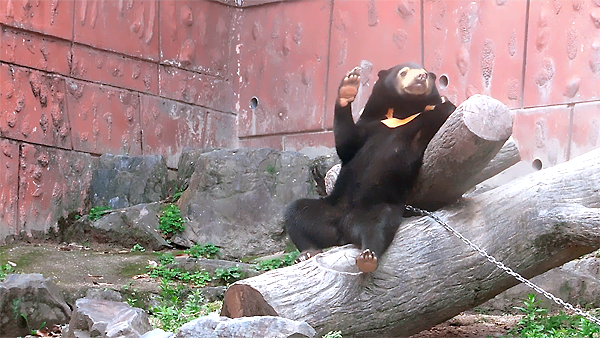 マレーグマのマーネちゃん、ごあいさつ