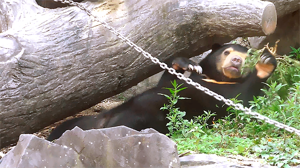 草で遊ぶマレーグマのマーネちゃん