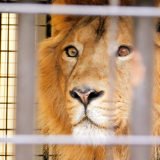 野毛山動物園 インドライオンのラージャーくん