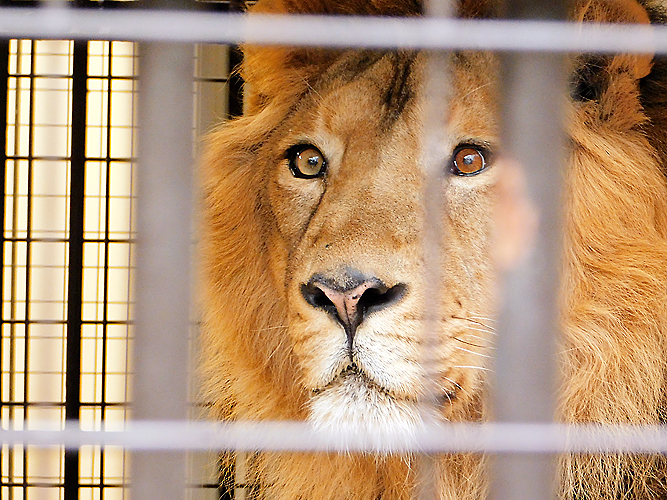 野毛山動物園インドライオンのラージャー