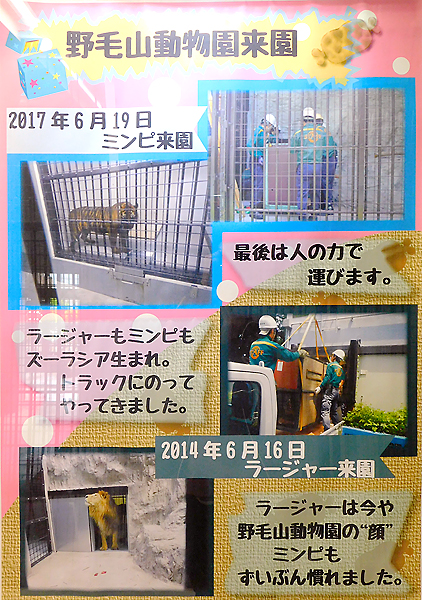 インドライオンのラージャー野毛山動物園に来園