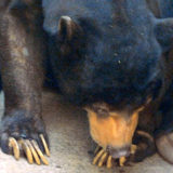 上野動物園マレーグマのアズマくん