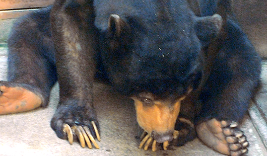 上野動物園マレーグマのアズマくん