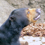 上野動物園マレーグマのモモコ