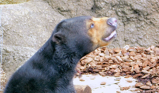 上野動物園マレーグマのモモコ