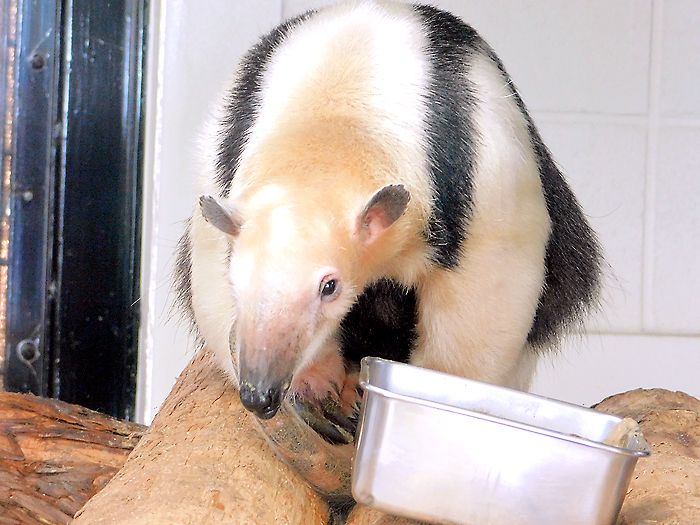 野毛山動物園ミナミコアリクイ・アサヒくんのミルクタイム