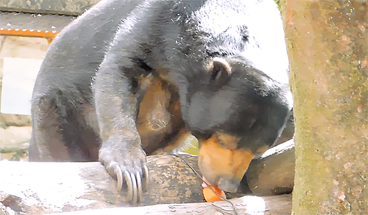 人参を食べるマレーグマのモモ子