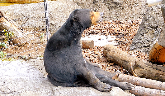 マレーグマのモモ子お客さんを見渡す