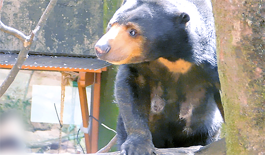 上野動物園マレーグマのモモ子