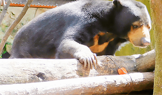 人参を見つけたマレーグマのモモ子