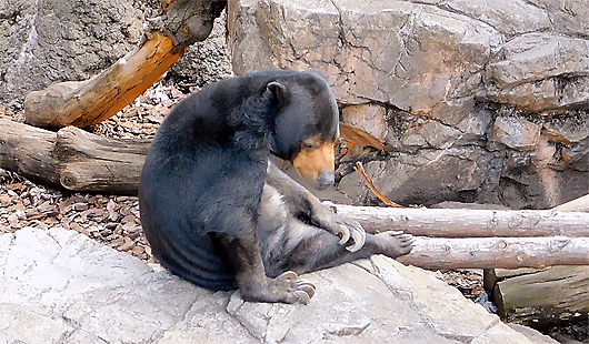 上野動物園マレーグマモモ子