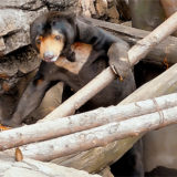 上野動物園マレーグマのアズマくん。コソ泥感満載!!