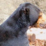 上野動物園マレーグマのモモコさん 自分のミルクを飲む