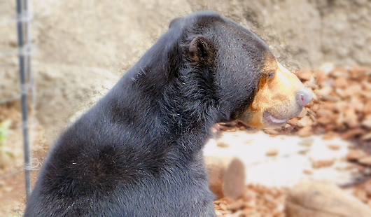 上野動物園マレーグマのモモコさん