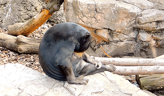 上野動物園のマレーグマモモ子