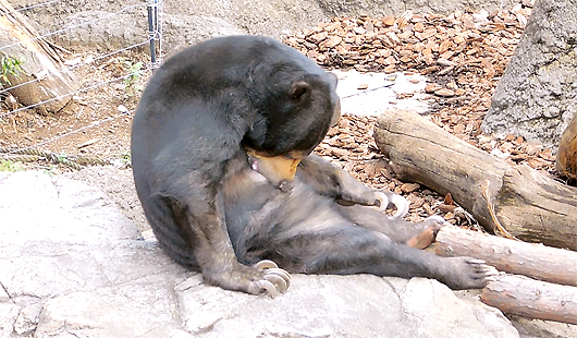 自分のミルクを飲むマレーグマのモモ子