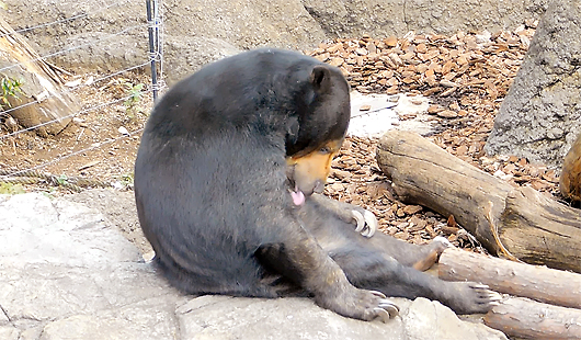 上野動物園のマレーグマモモ子