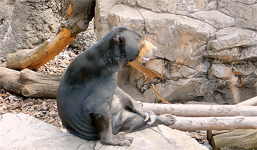 マレーグマのモモ子くつろぐ