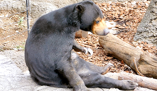 穏やかなマレーグマのモモ子