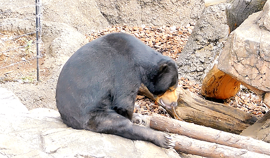 自分のミルクを飲むマレーグマのモモ子