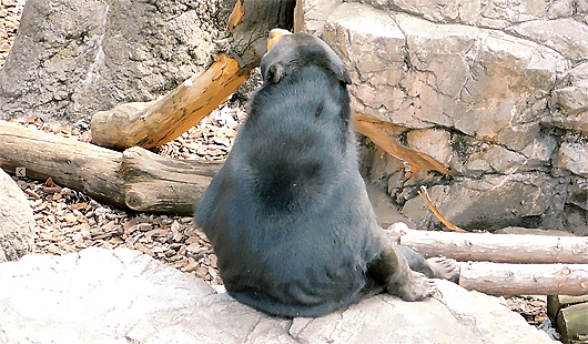 マレーグマのモモ子くつろぐ