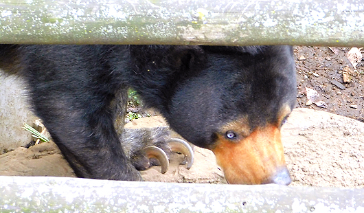 上野動物園マレーグマのモモ子