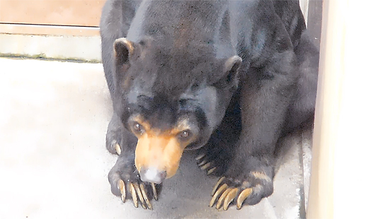 マレーグマのアズマくん暇つぶし