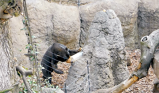 筒の中を除くマレーグマのアズマくん