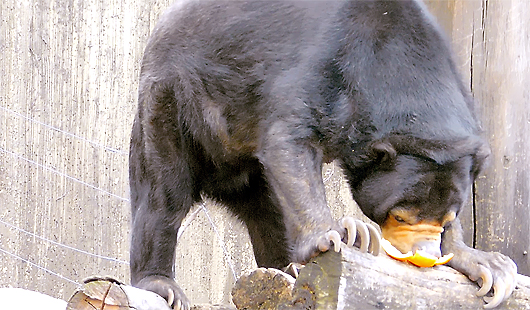 みかんを食べるマレーグマのモモ子