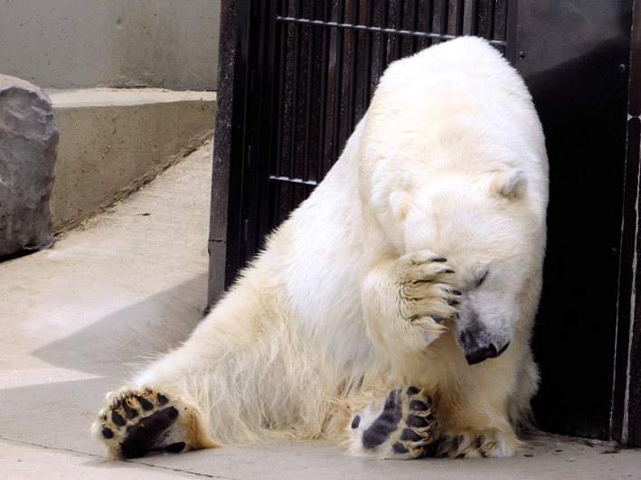 頭を抱えるホッキョクグマのイコロ