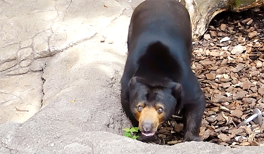 上野マレーグマのモモコ