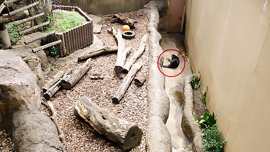 上野動物園マレーグマ舎