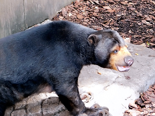 上野マレーグマのモモコ