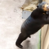 上野動物園マレーグマのモモコさん。変な格好で寝たり壁によっかかったり。