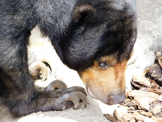 上野マレーグマのモモコ