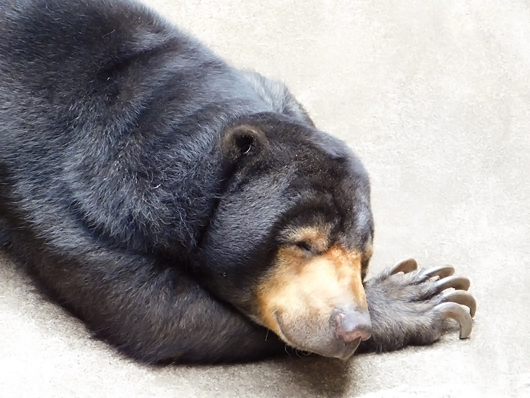 マレーグマのモモコさんの昼寝